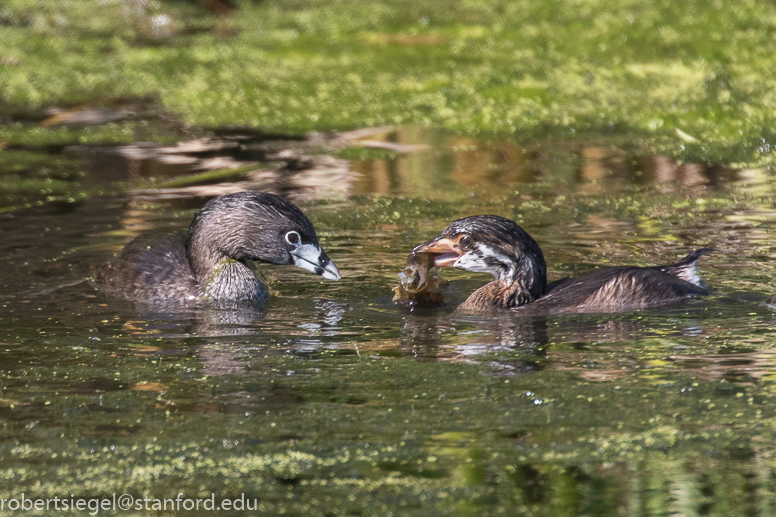 emily renzel wetlands